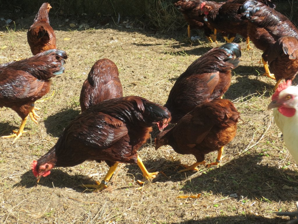 Krielen van  2026 ras  islands Red, Animaux & Accessoires, Volatiles, Plusieurs animaux, Poule ou poulet