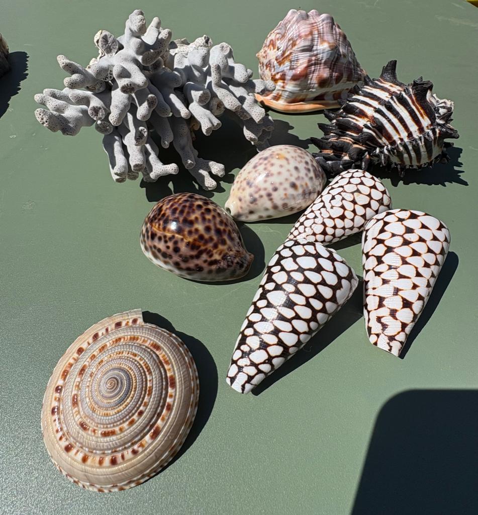 Schelpen en coraal, Verzamelen, Ophalen of Verzenden, Schelp(en)