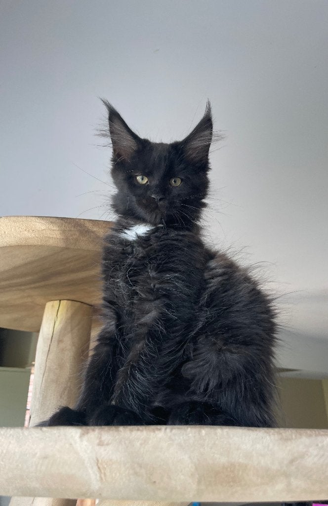 Maine Coon kittens, Chat, Vermifugé, 0 à 2 ans