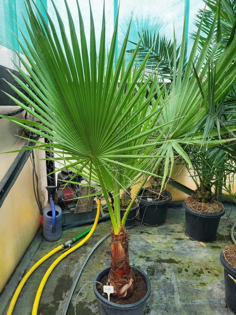Washingtonia filifera, stam 30cm, totaal 90cm, Tuin en Terras, Ophalen