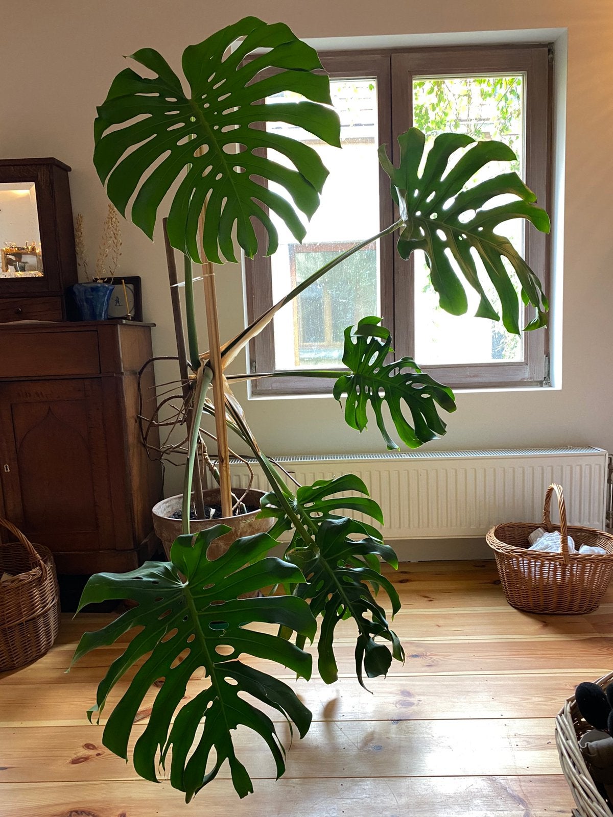 Grote Monstera gatenplant kamerplant, Maison & Meubles, Plante verte, Enlèvement, Autres espèces, 150 à 200 cm