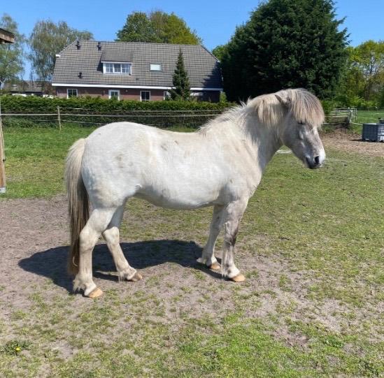 Ijslander, merrie. 5 jaar schimmel/bont, Dieren en Toebehoren, Merrie, Met stamboom, Zadelmak, 3 tot 6 jaar