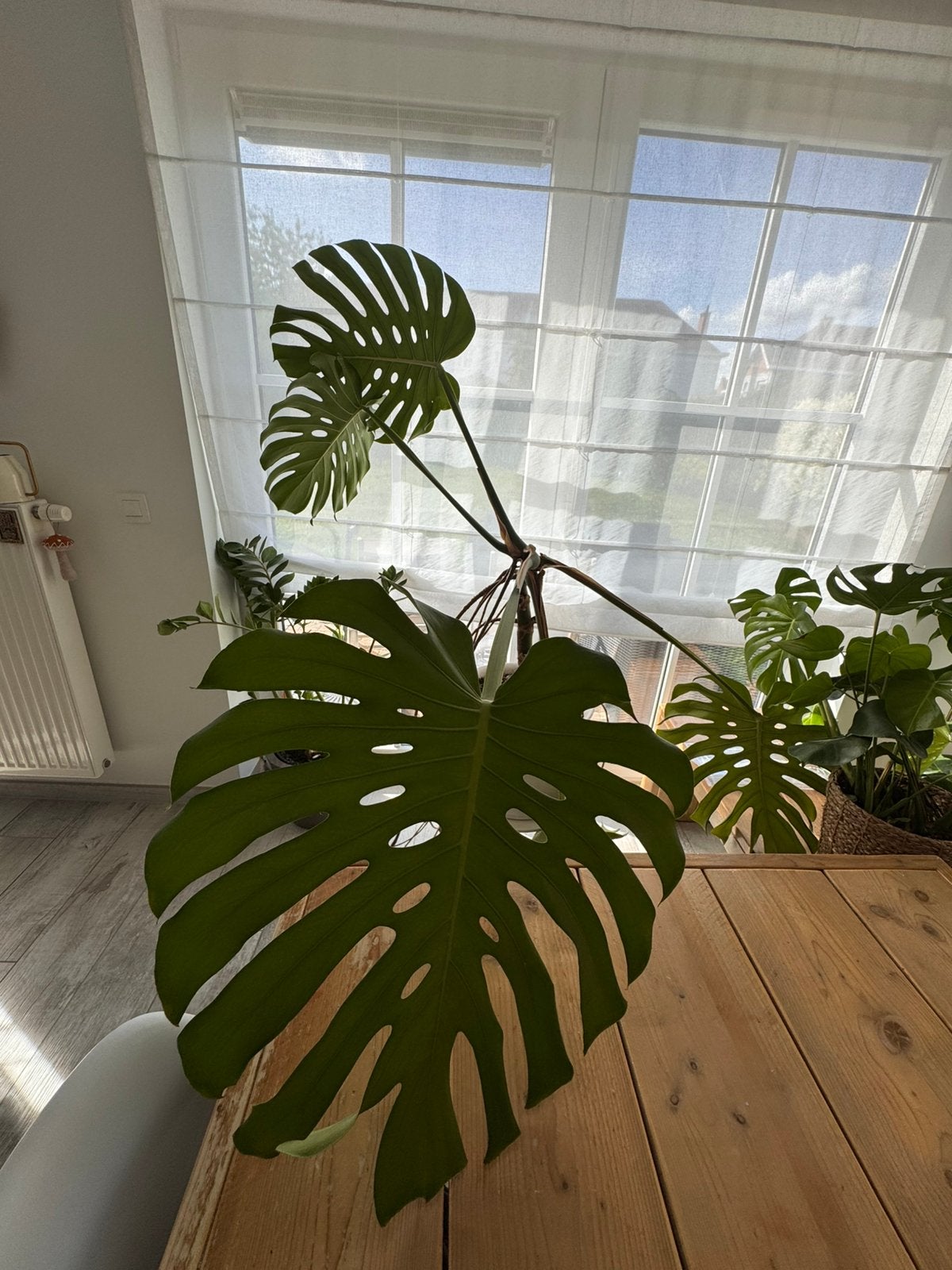 Monstera géante avec pot, Enlèvement