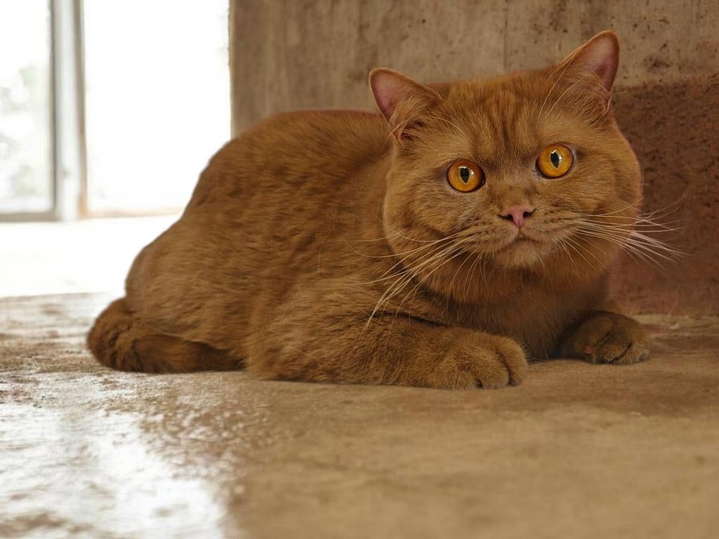 Cinnamon dekkater Charles, Dieren en Toebehoren, Kater, Met stamboom, 0 tot 2 jaar