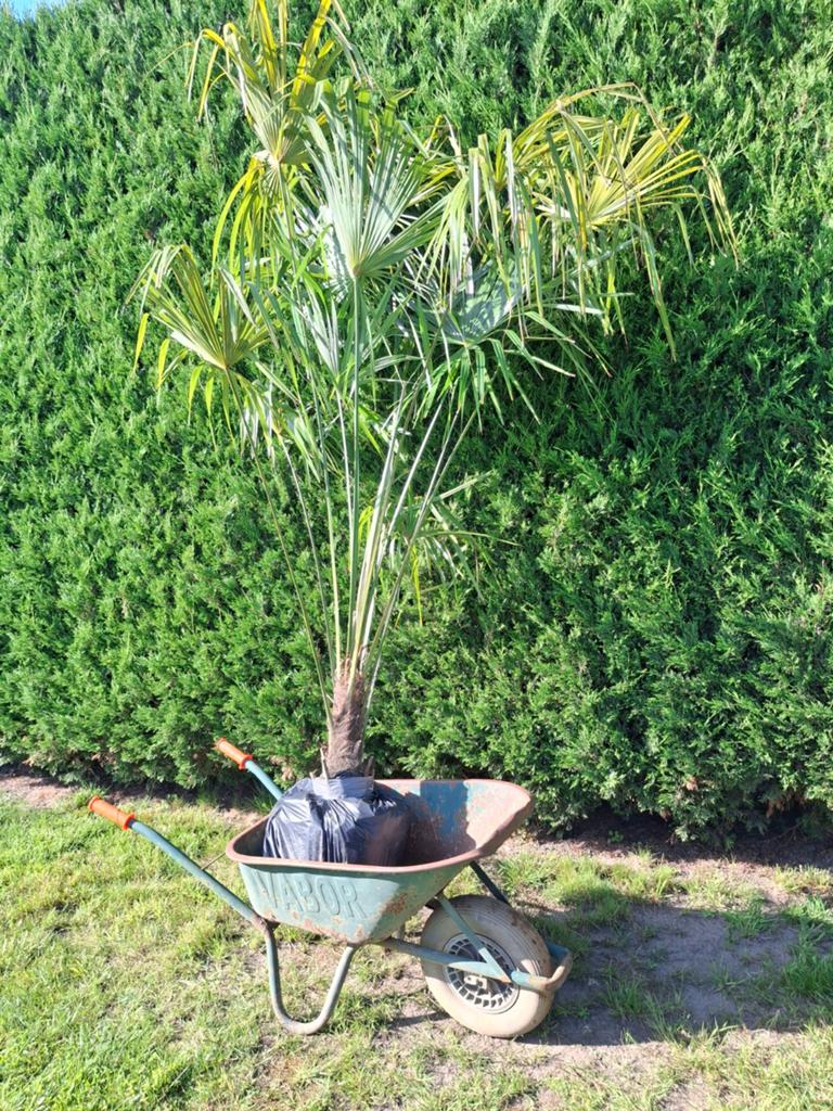 Wintervaste palmboom trachycarpus fortunei, Tuin en Terras, Planten | Bomen, Ophalen, Palmboom