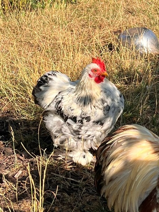 Cochin kriel haantje, Dieren en Toebehoren
