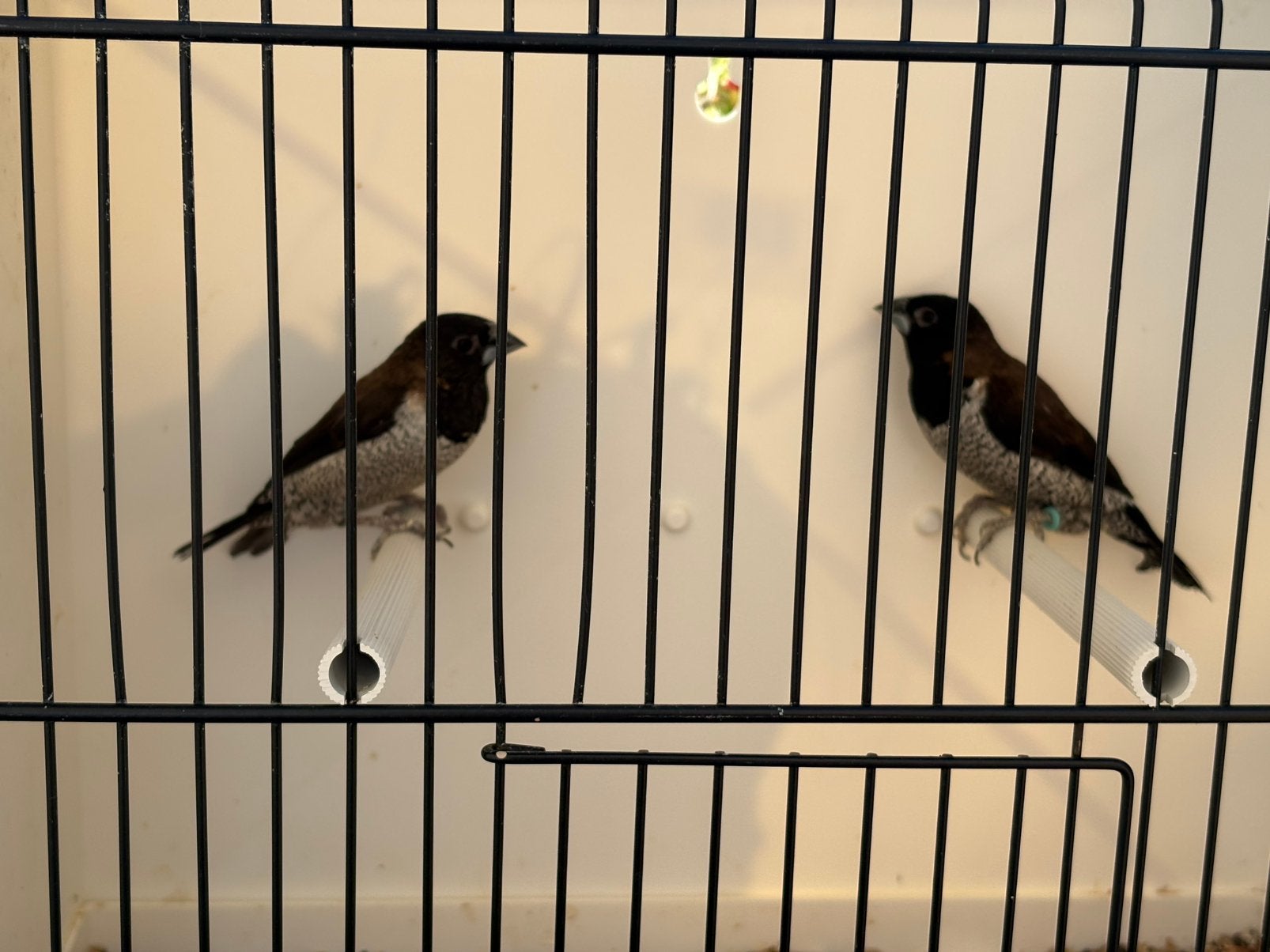 Molukken bronzemannetjes, Plusieurs animaux, Oiseau tropical