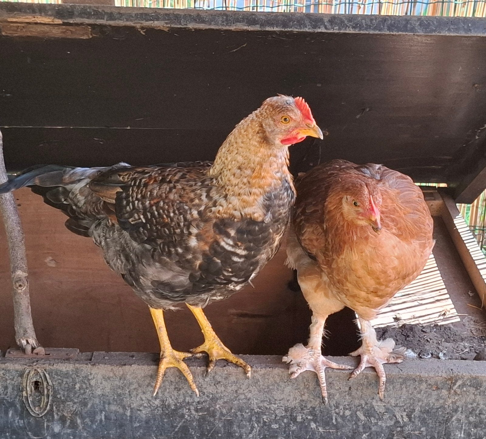 Jonge groenlegger haan, Dieren en Toebehoren
