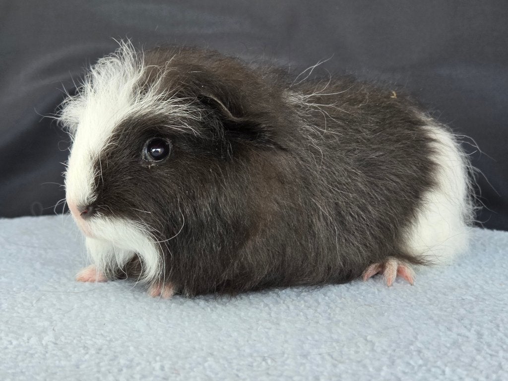 Lieve Ch Teddy cavia beertjes beschikbaar, Dieren en Toebehoren, Augustus, Cavia, Tam
