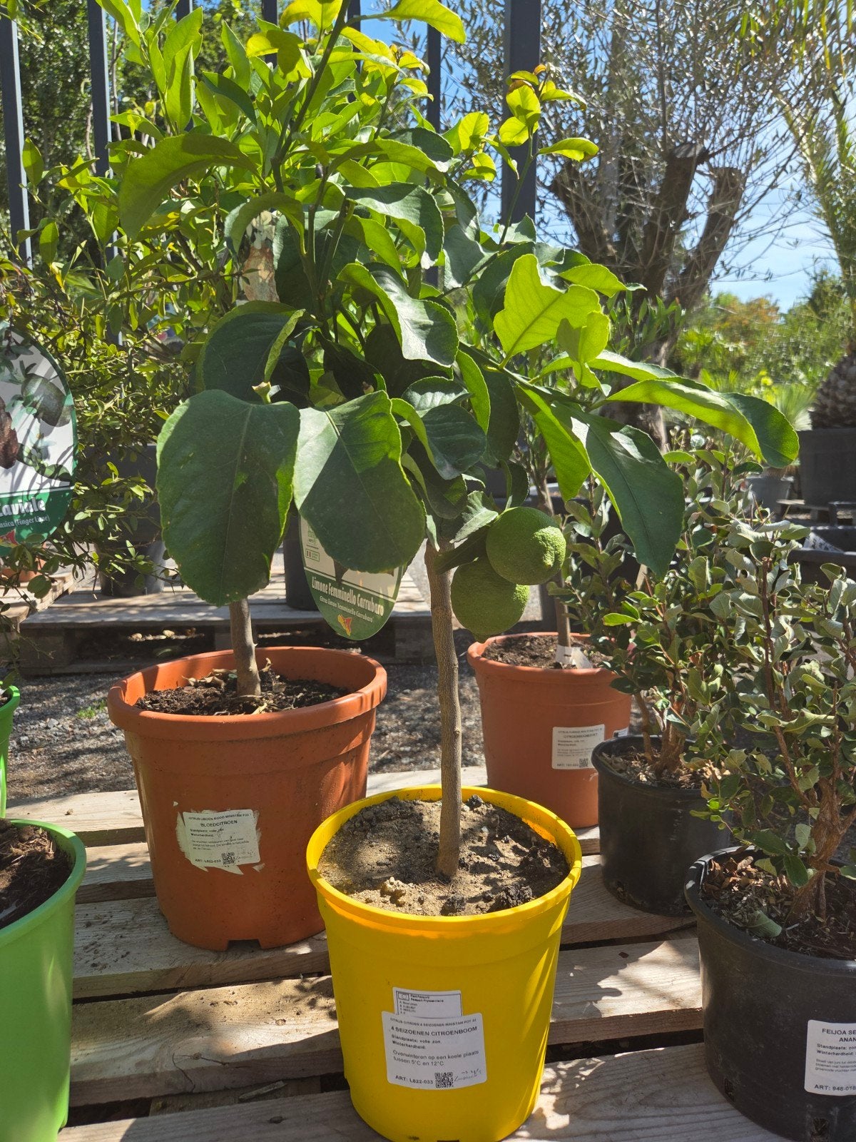 Citrus citroen 4 seizoenen, Tuin en Terras, Ophalen
