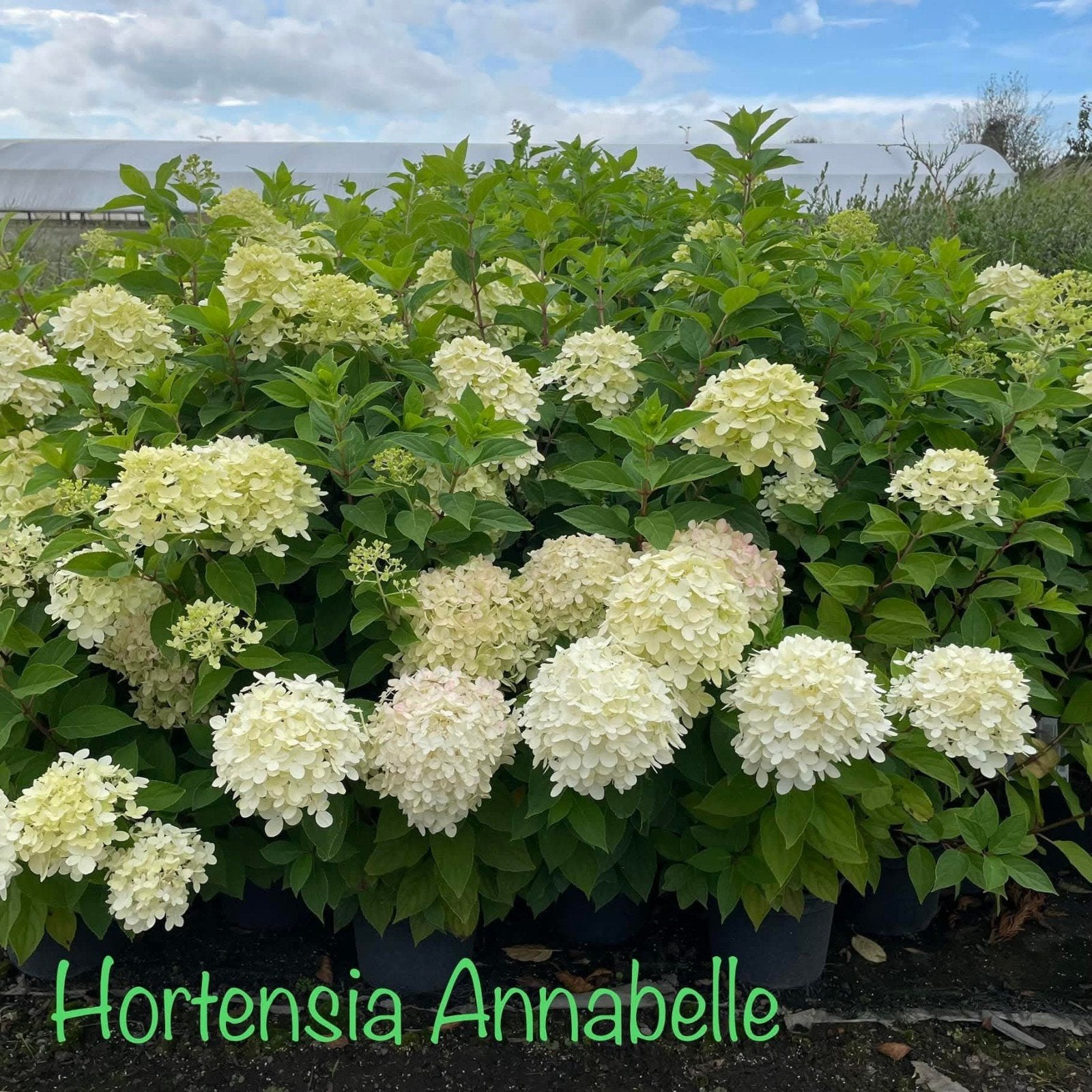 ‼️hortensia anabelle aan stuntprijzen ‼️, Jardin & Terrasse, Enlèvement, Hortensia