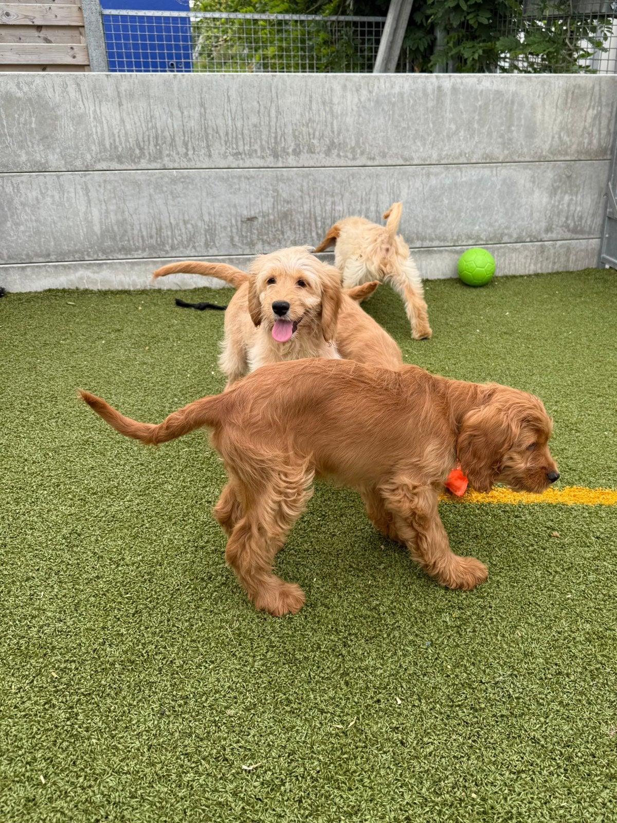 Mini/medium goldendoodle pups, Animaux & Accessoires, Autres races, Plusieurs, Hépatite contagieuse (maladie de Rubarth), Belgique