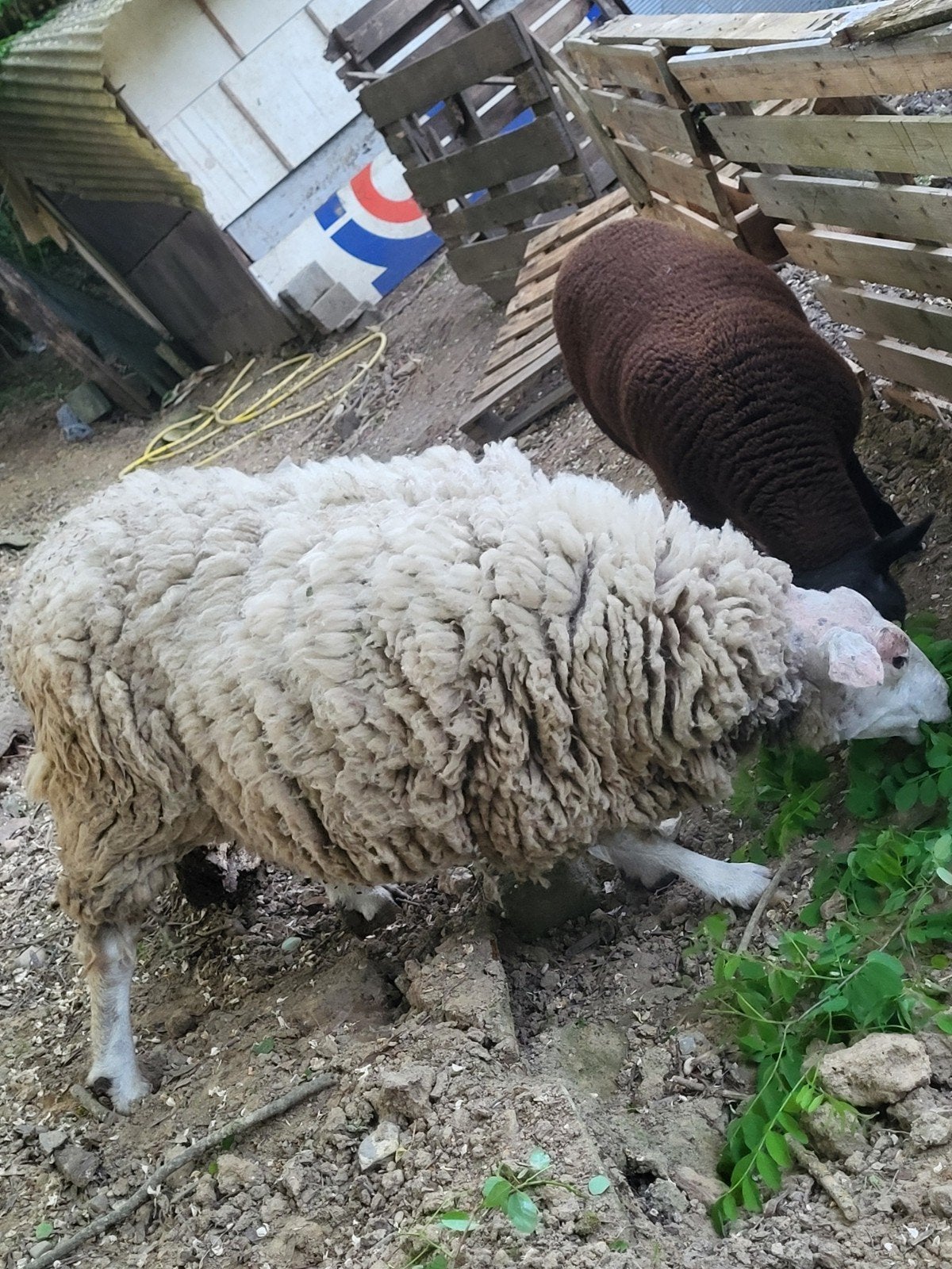 Zware ooi met ooilam van 3,5 maanden