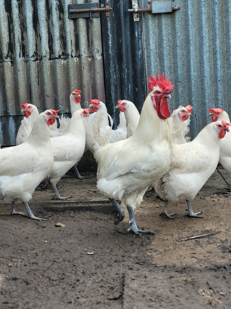 Broedeieren Poule de Bresse, Dieren en Toebehoren