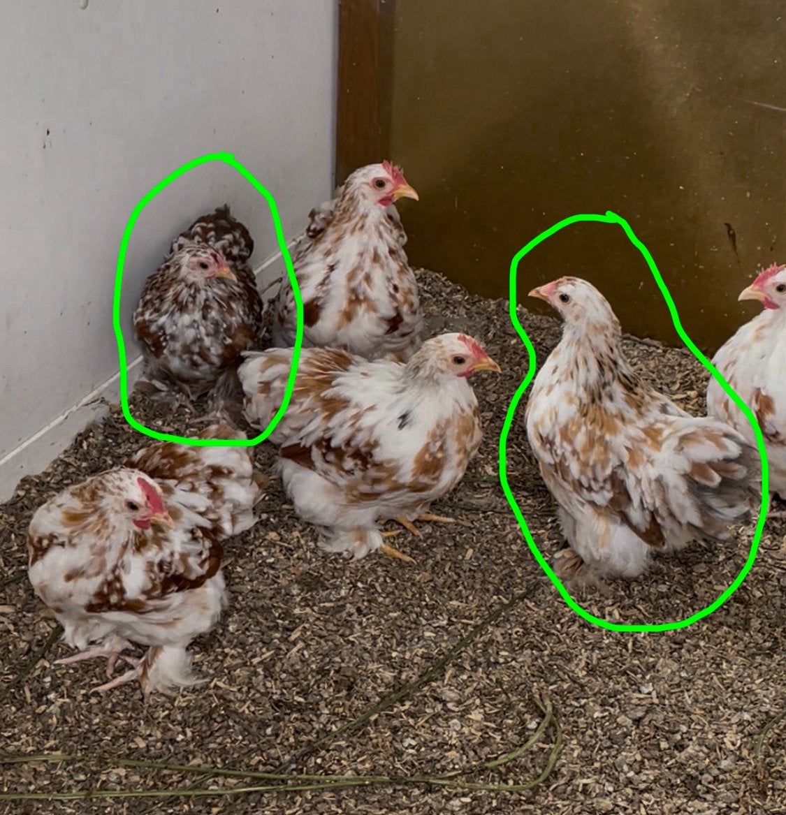 6 Cochin kriel rood gepareld, Plusieurs animaux, Poule ou poulet