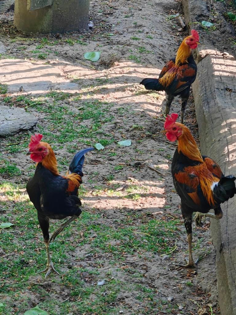 Engelse vechterskriel, Dieren en Toebehoren, Pluimvee