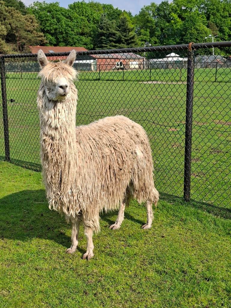 Alpaca Fawn suri merrie, Animaux & Accessoires, Animaux Autre, Juin, Femelle