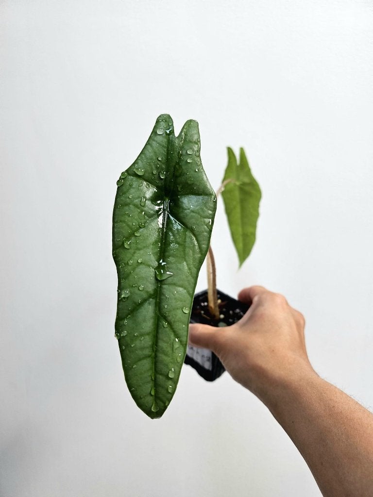 Alocasia Heterophylla #2, Maison & Meubles, Plantes d'intérieur, Autres espèces, En pot, Enlèvement ou Envoi, Moins de 100 cm