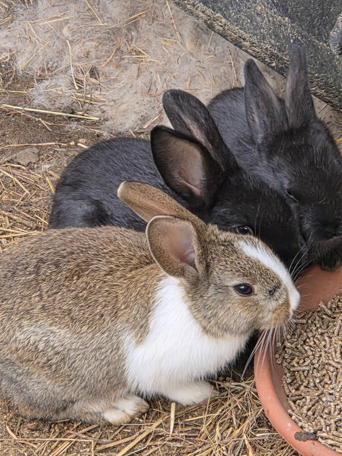 leuke konijntjes, Dieren en Toebehoren, Meerdere dieren, Middelgroot, 0 tot 2 jaar