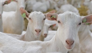 Wij zoeken melkgeiten, Dieren en Toebehoren, Vogels | Overige Vogels