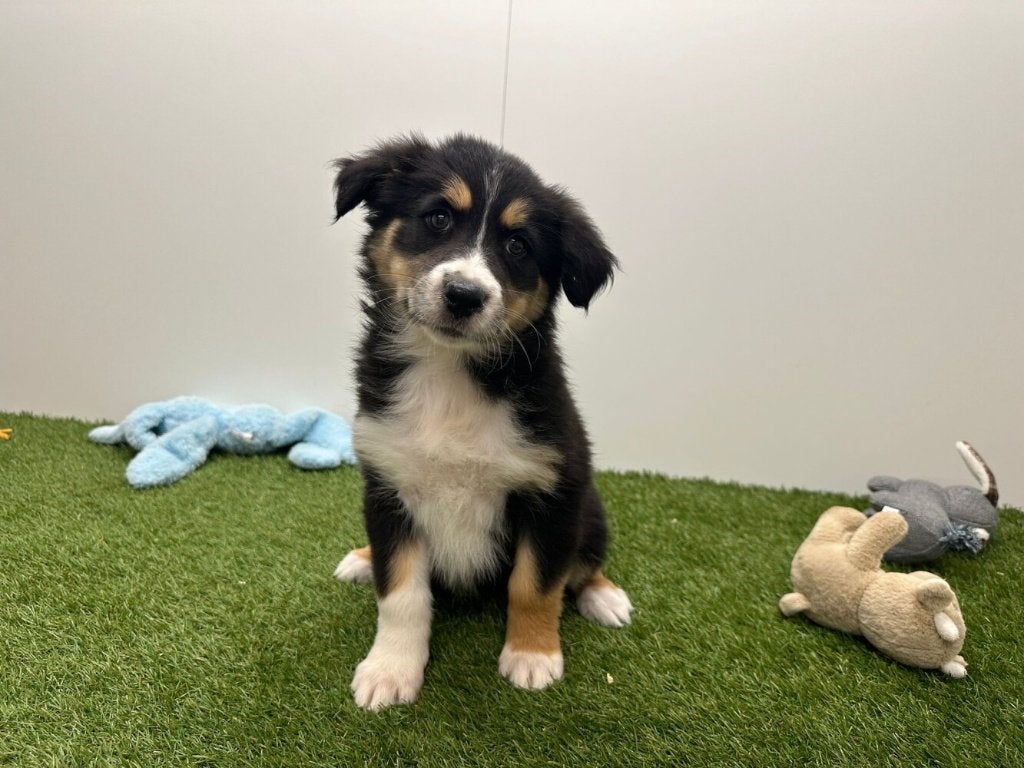 Chiots Bergers Australiens, Hépatite contagieuse (maladie de Rubarth), Plusieurs, Belgique, Berger
