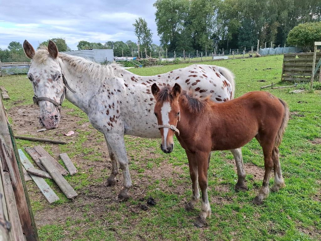 Jument apaloosa leopard + pouliche, Animaux & Accessoires, Chevaux, Jument, Moins de 160 cm, Vermifugé
