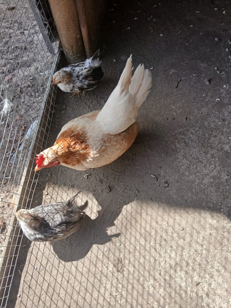 serama ( hen  + 2 kuikens ), Dieren en Toebehoren