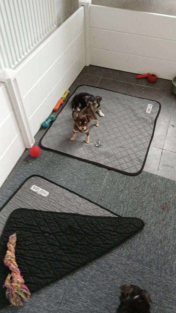 chihuahua pups, Dieren en Toebehoren, België, Fokker | Hobbymatig, 8 tot 15 weken, Teef