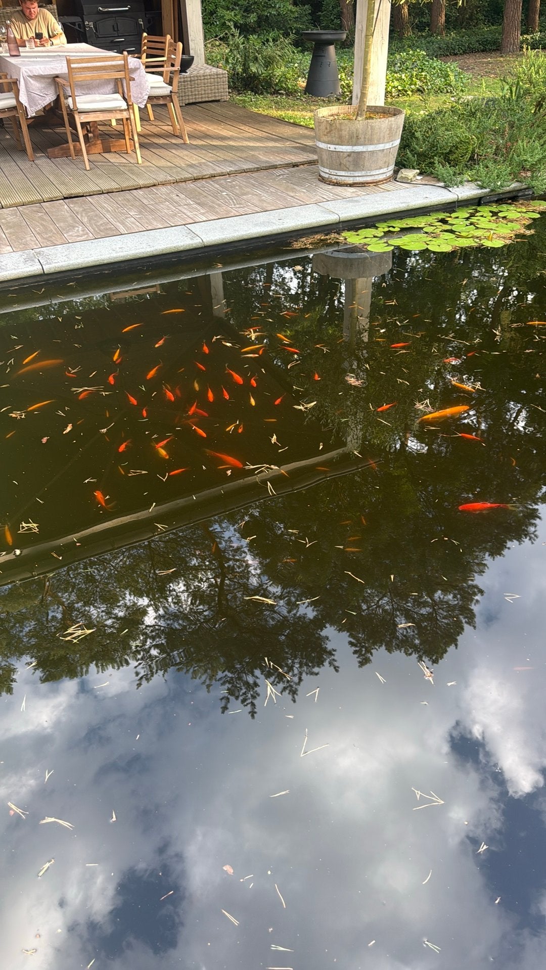 Goudvissen gratis af te halen, Poisson(s) rouge(s)