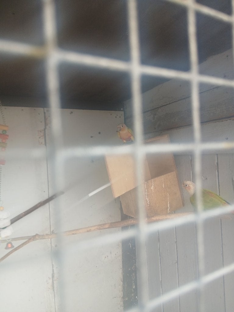 Vogels