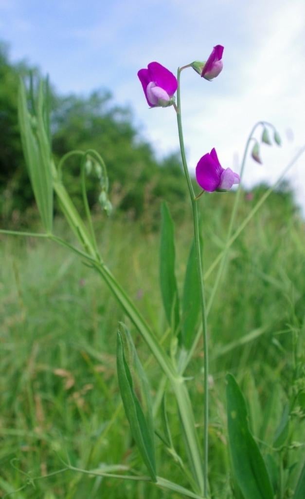 Biologische Ruige Lathyrus Zaden, Tuin en Terras, Bloembollen en Zaden, Ophalen of Verzenden
