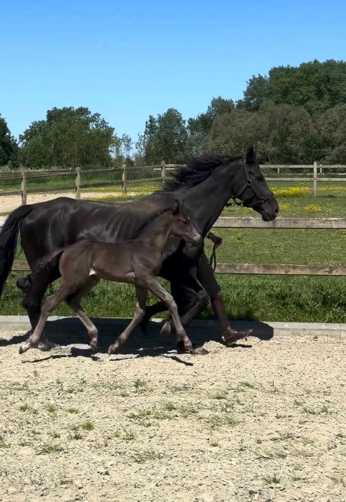 Dressuur hengstveulen, Dieren en Toebehoren, Paarden, Met stamboom, Niet van toepassing, Dressuurpaard, 0 tot 2 jaar