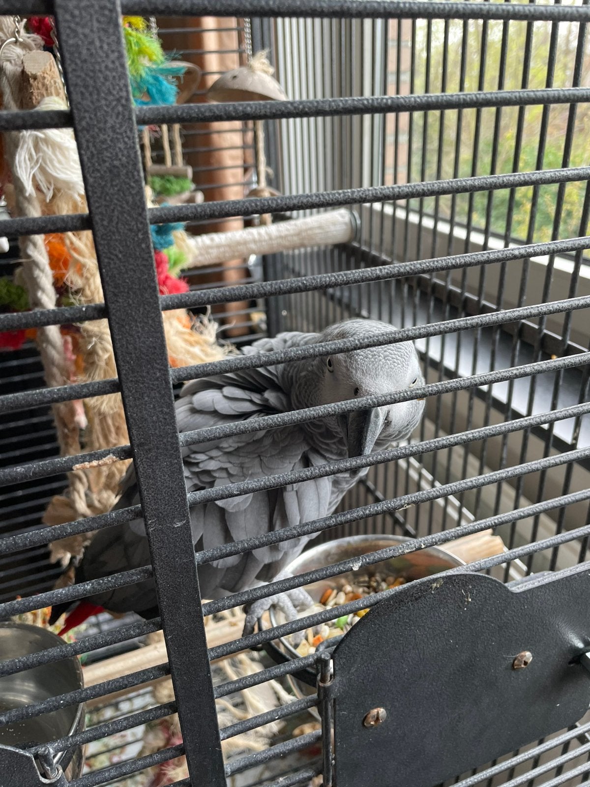 Pratende. Half tamme Grijze roodstaart papegaai met kooi, Sexe inconnu, Perroquet, Parleur