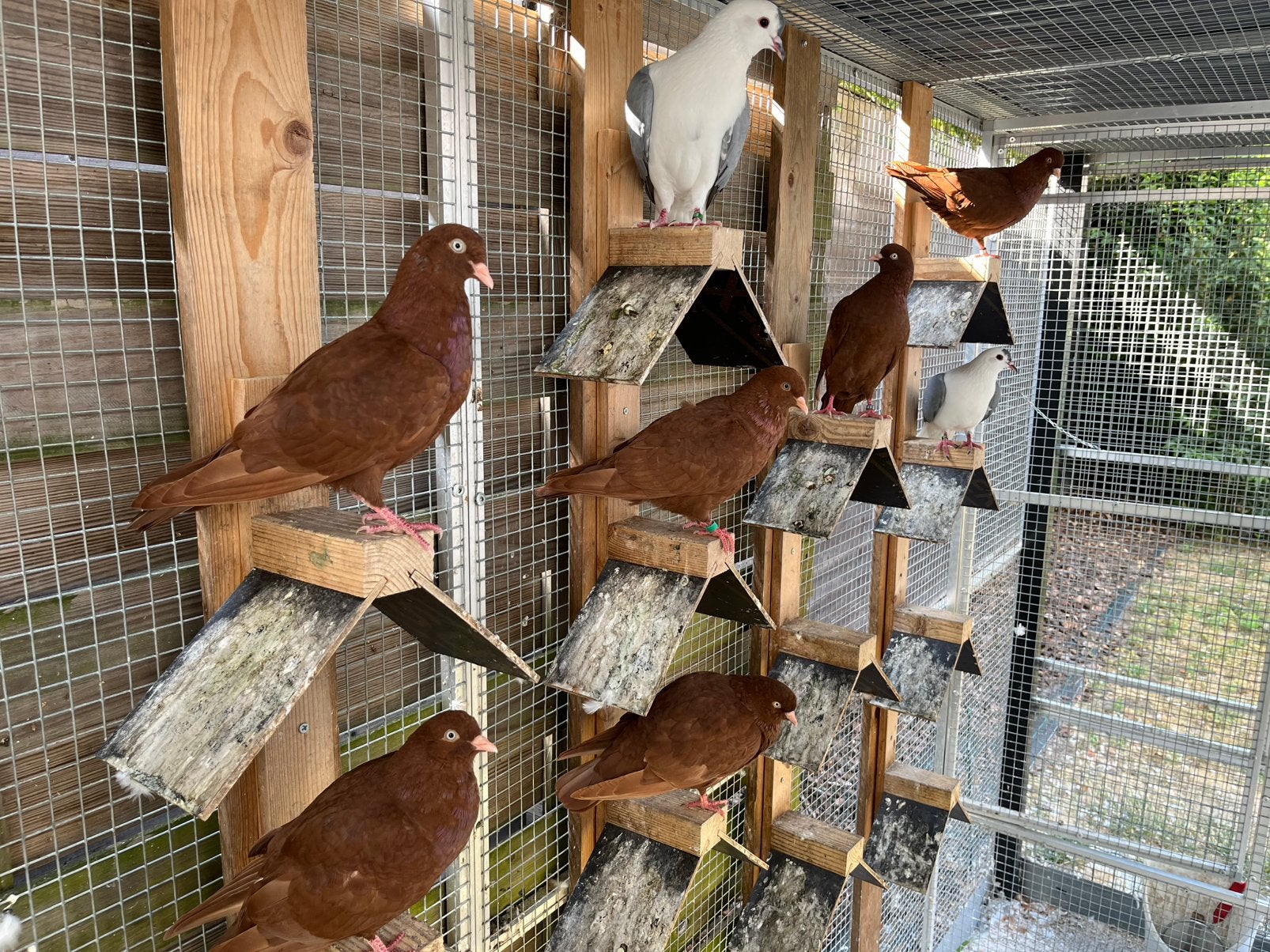 Belgische rode tuimelaars 2026 € 10 ‘t stuk, Dieren en Toebehoren, Vogels | Duiven, Meerdere dieren, Tuimelaar of Roller