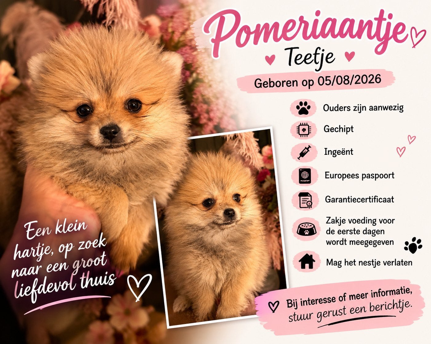 Pomeriaan teefje, Dieren en Toebehoren, België, Particulier, Overige rassen, 8 tot 15 weken