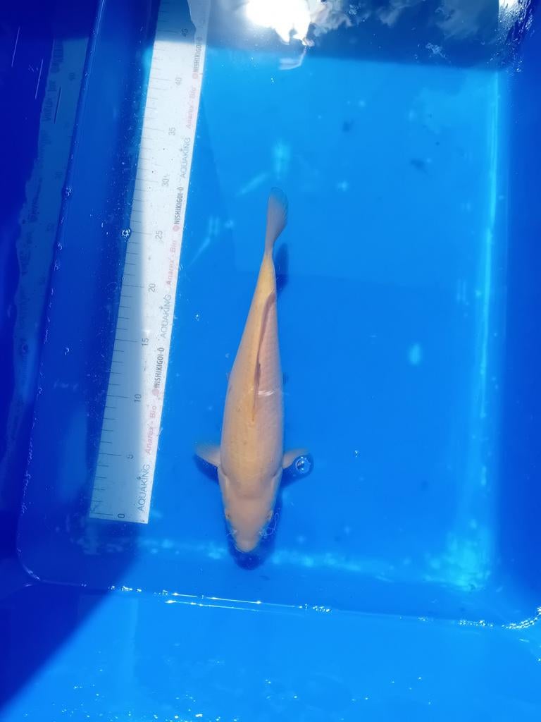 Chagoi, Karper of Koi