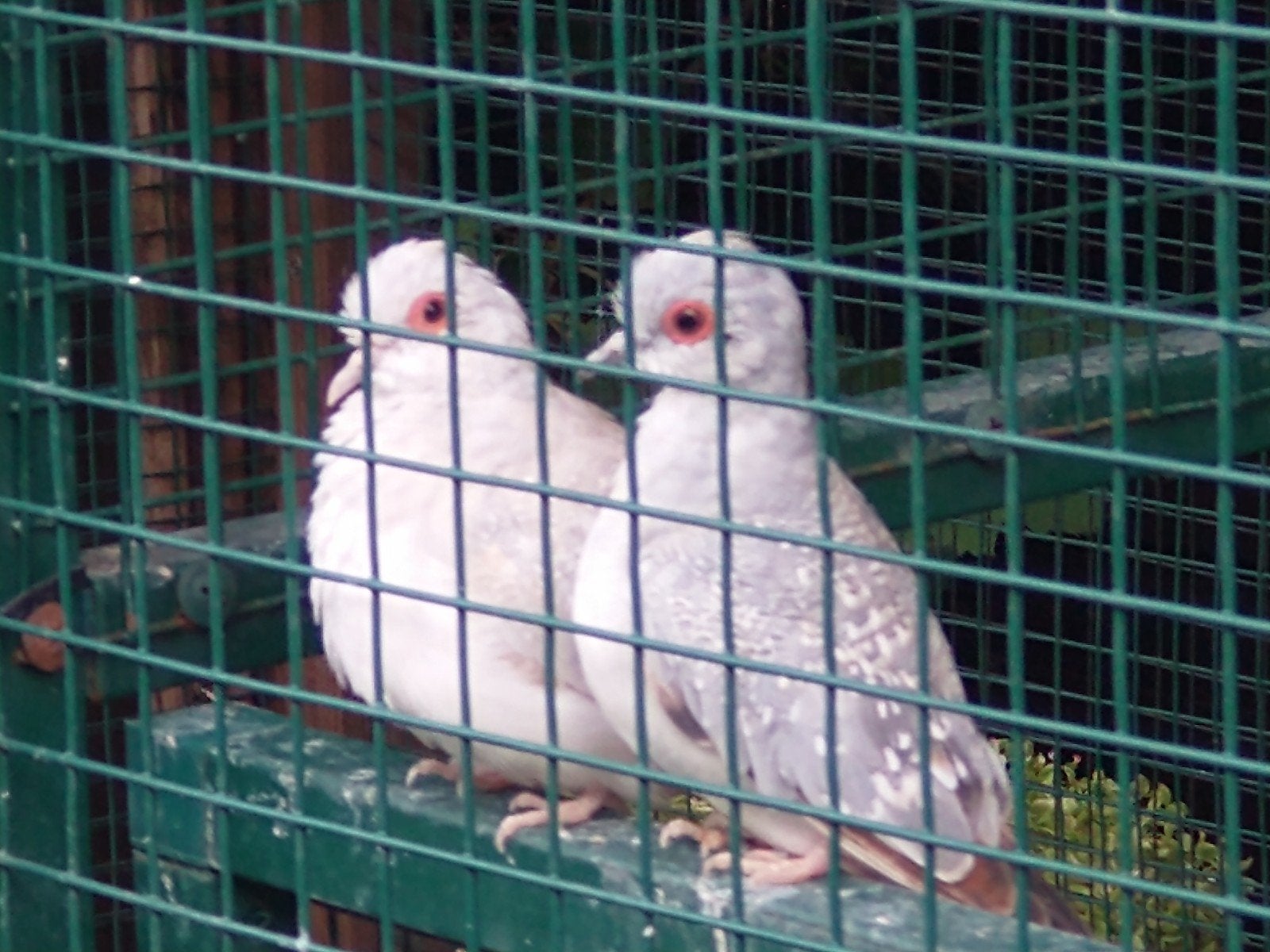 diamantduifjes, Dieren en Toebehoren, Pluimvee, Geslacht onbekend, Overige soorten