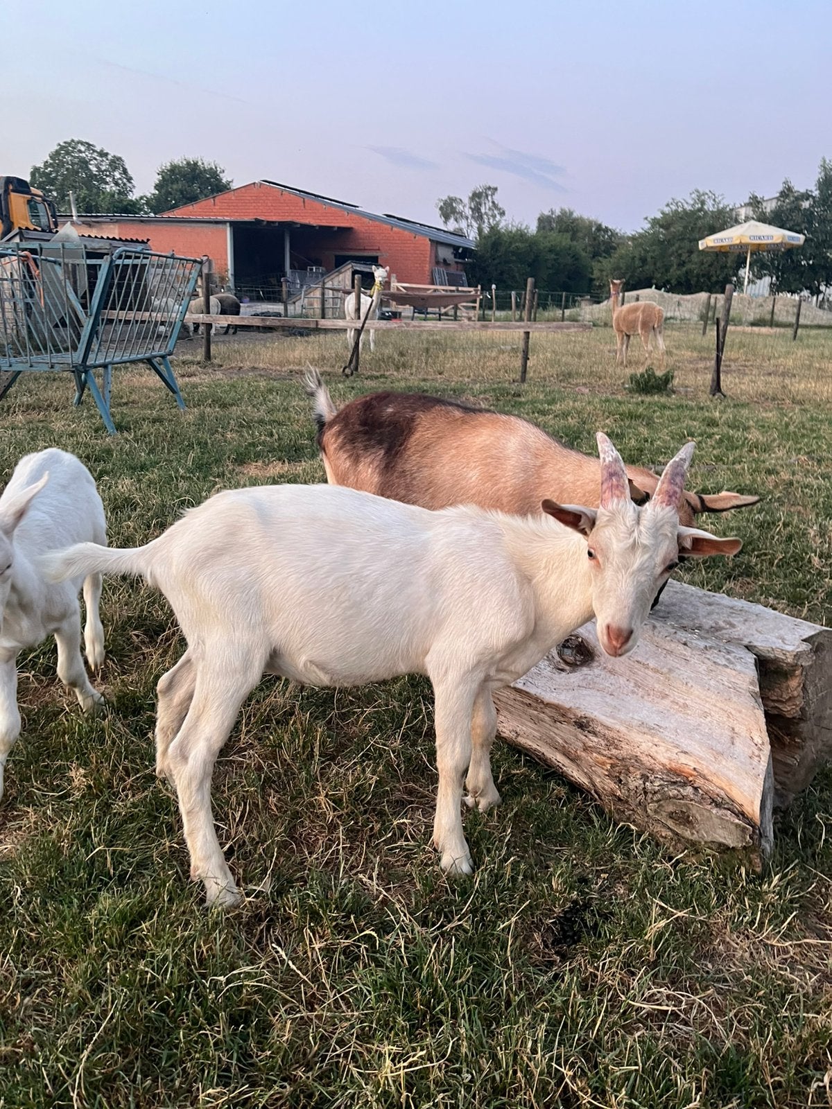 Melk geiten bokje te koop, Animaux & Accessoires, Mâle, Chèvre, 0 à 2 ans