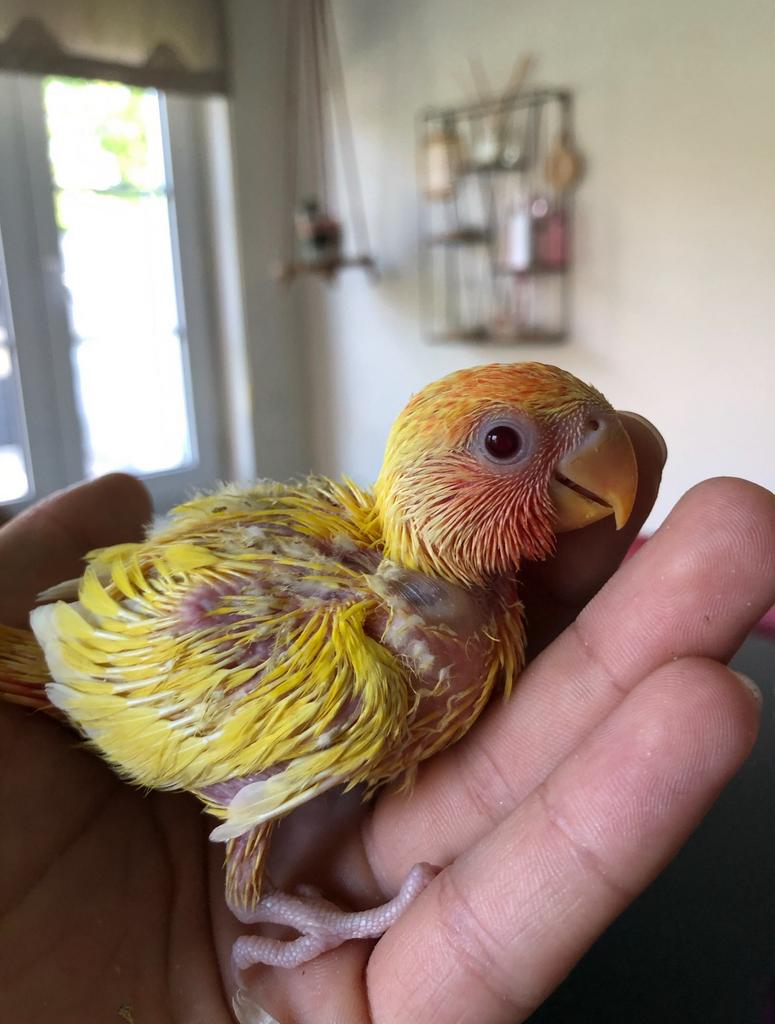 Handtamme dwergpapegaaien, Geslacht onbekend, Dwergpapegaai of Agapornis, Geringd