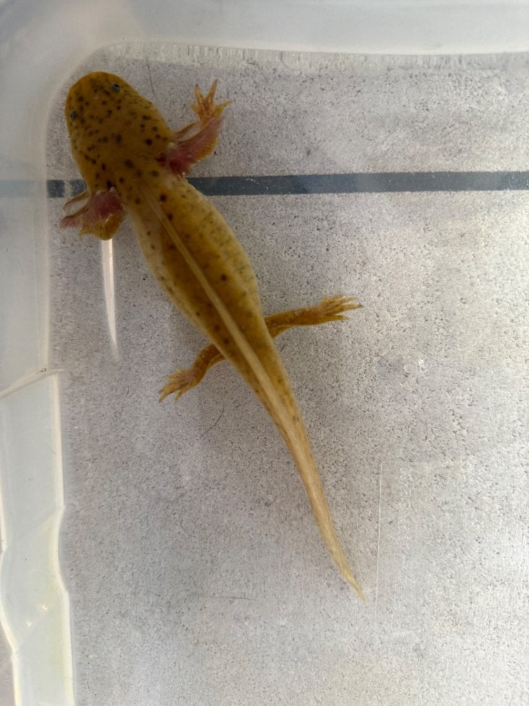 Copper axolotl, Animaux & Accessoires