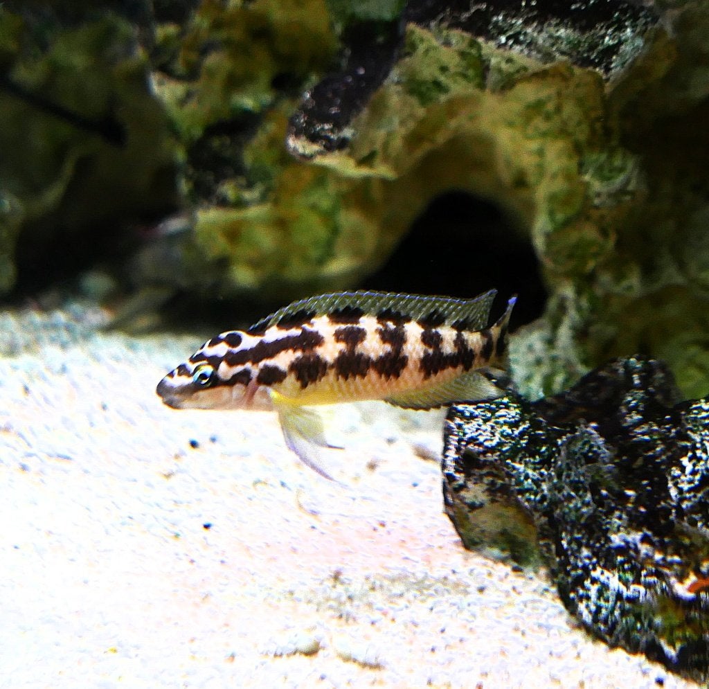 Julidochromis marlieri, Vis
