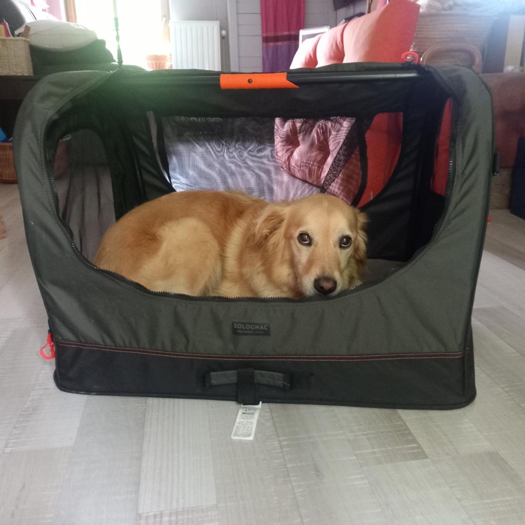Caisse de transport pour chien, Enlèvement