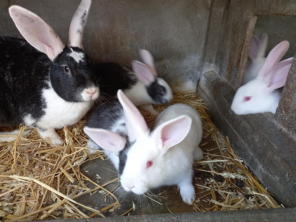 Vleeskonijnen, Plusieurs animaux, Taille moyenne, 0 à 2 ans