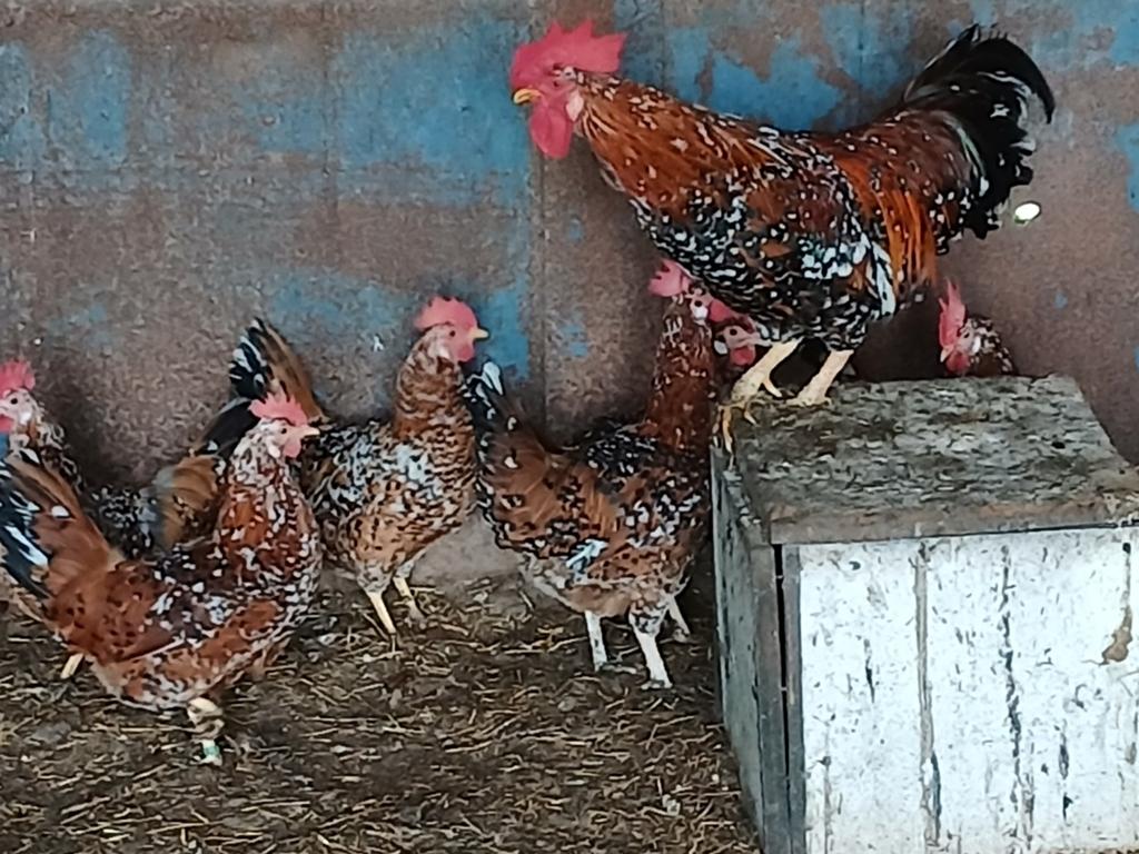 Leghorn porselein broedeieren, Dieren en Toebehoren, Pluimvee, Geslacht onbekend, Kip