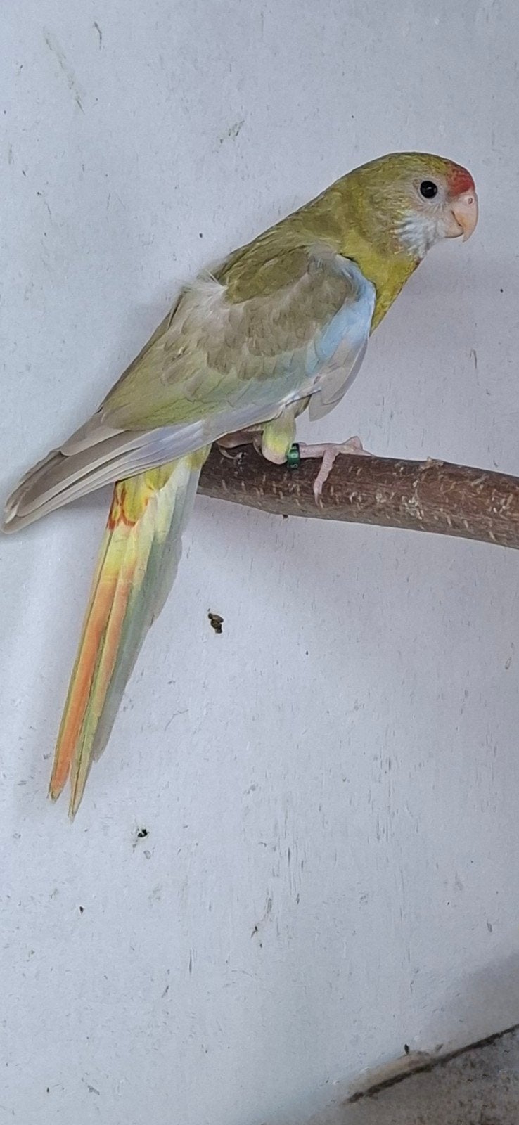 rosella, Vrouwelijk, Parkiet, Geringd