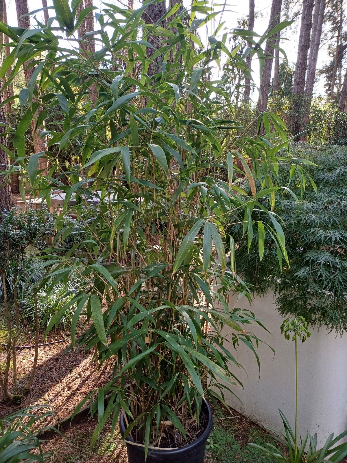 bamboe grofbladig, Tuin en Terras, Ophalen