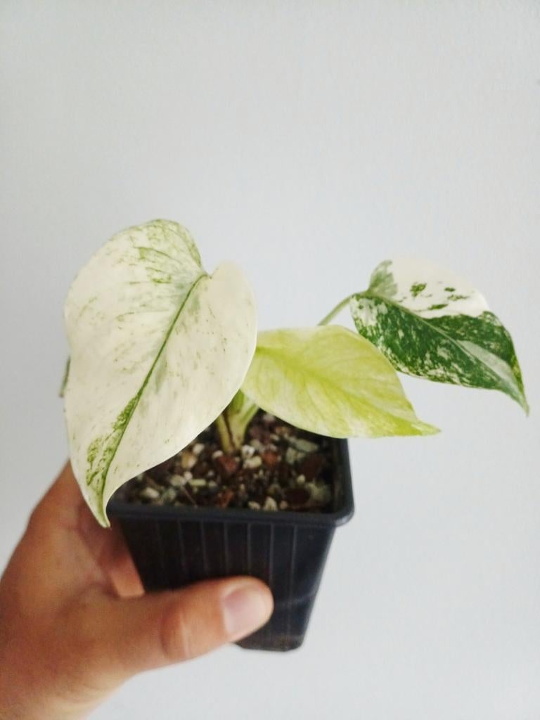 Monstera White Monster, Huis en Inrichting, Kamerplanten, Overige soorten, Minder dan 100 cm, Groene kamerplant, Halfschaduw, In pot