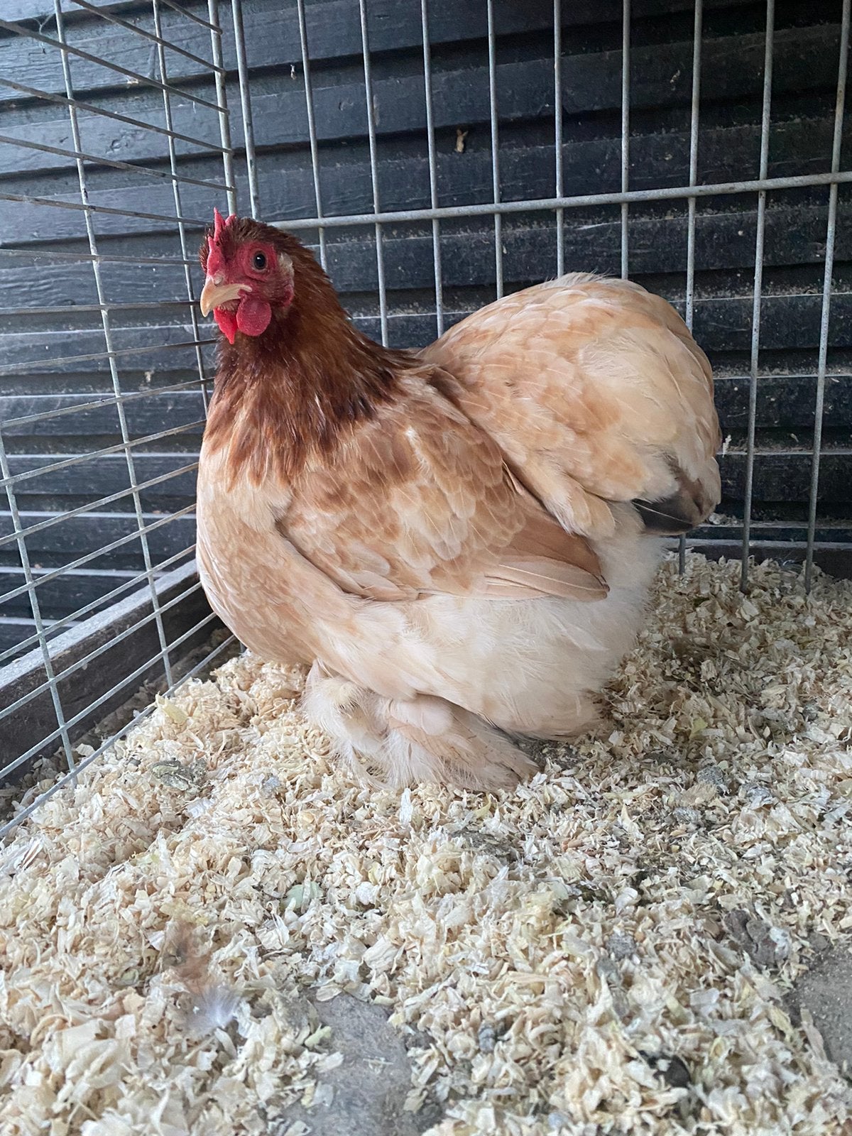 cochinkriel tarwe, Dieren en Toebehoren, Meerdere dieren, Kip