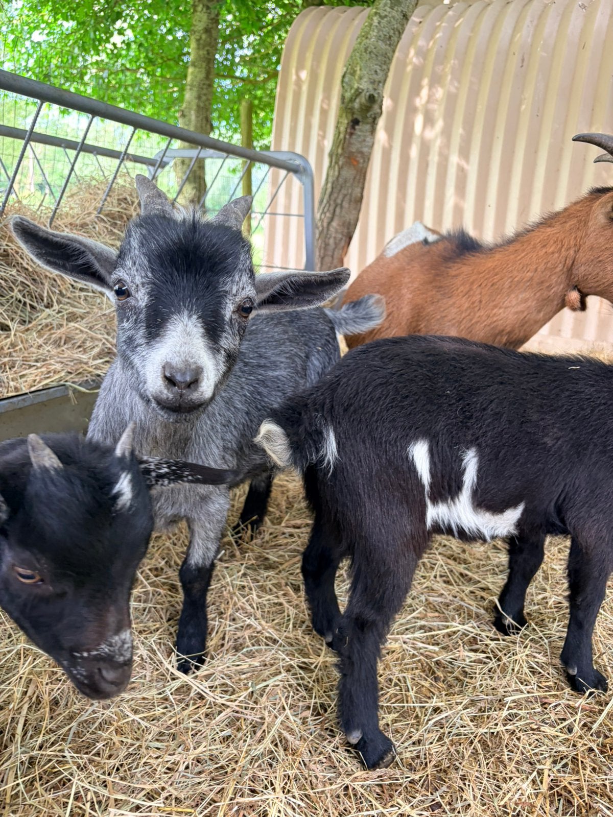 Geitenbokje, Dieren en Toebehoren