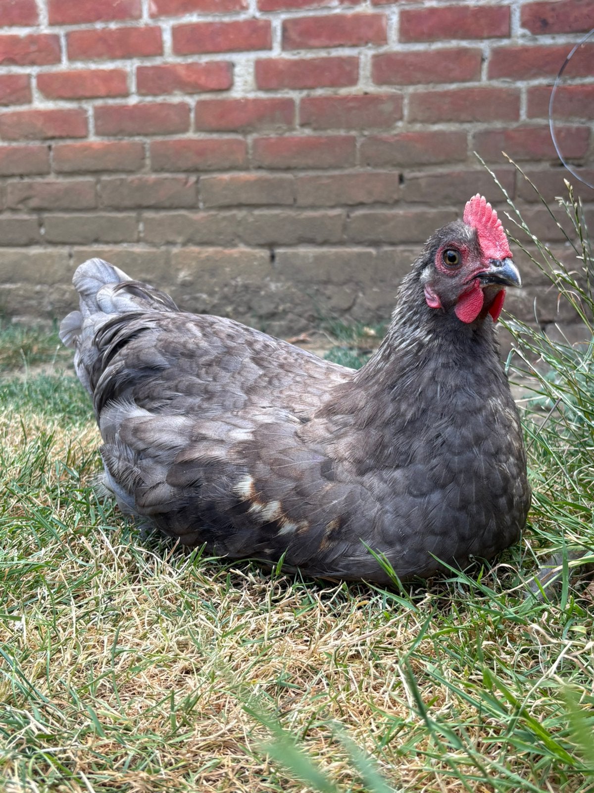 Marans haan, Dieren en Toebehoren, Mannelijk, Kip